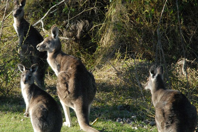 Walking With Wild Kangaroos Private Half-Day Trip From Sydney