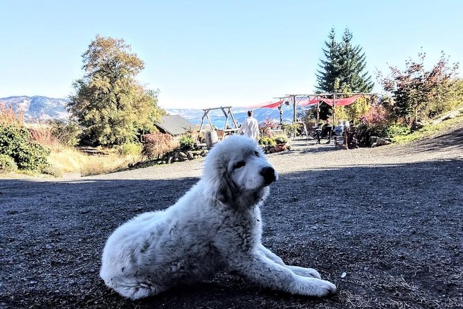 Waterfalls & Wine Tour-Multnomah Falls,Vineyards,Hood River Combo