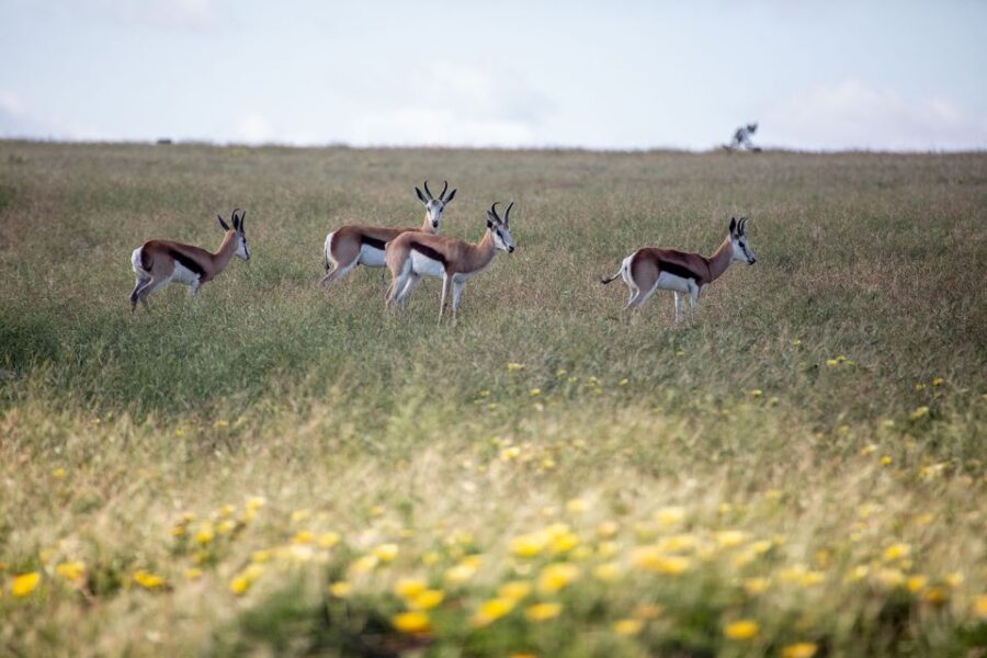 West Coast: Nature Cycle & San Heritage Centre. W. Lunch