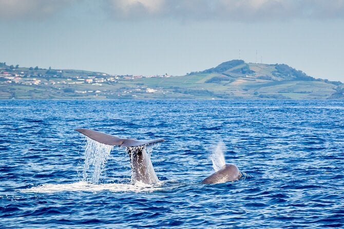 5 Best Dolphin Watching Tours In Terceira