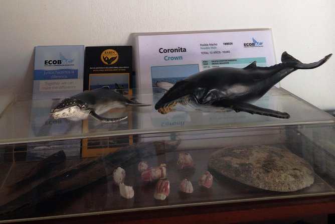 Whale Research Adventure - Leaded by Marine Biologist.