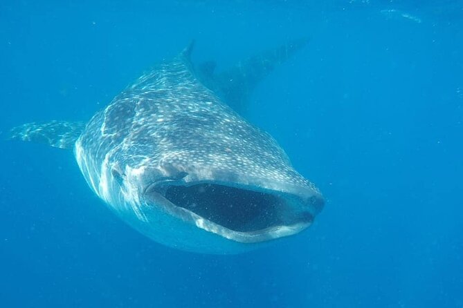 Whale Shark Adventure in Isla Mujeres and Cancun - Included in the Tour