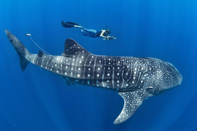 Whale Shark Encounter & Sumilon Sandbar & Canyoneering in Kawasan Falls - Inclusions and Equipment Provided