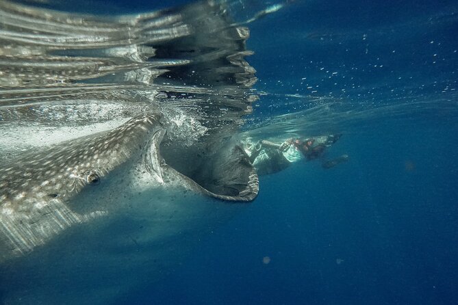 Whale Shark Snorkeling Adventure With Lunch - Overview of the Experience