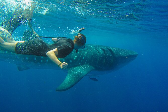 Whale Shark Snorkeling Experience From Cancun and Riviera Maya