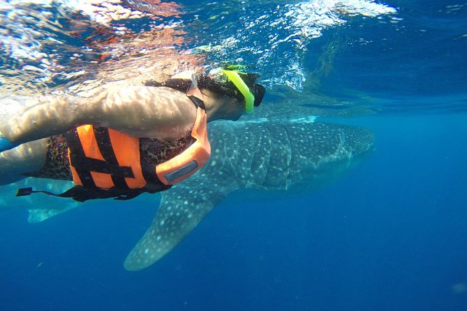 Whale Shark Tour From Cancun and Playa Del Carmen - Tour Duration and Location