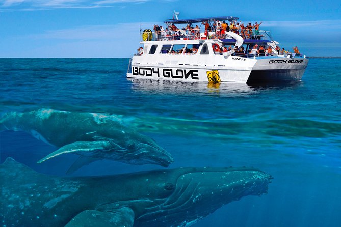 Whale Watch Excursion From the Big Island