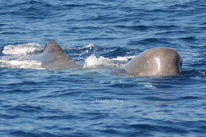 Whale Watching Activity in North Coast