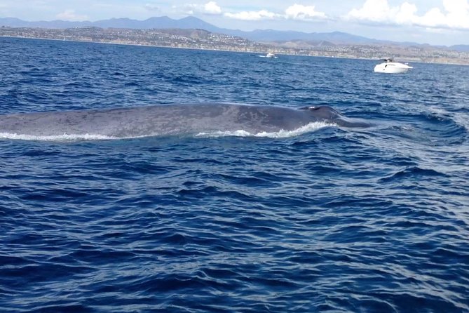 Whale Watching and Fishing Combination Excursions