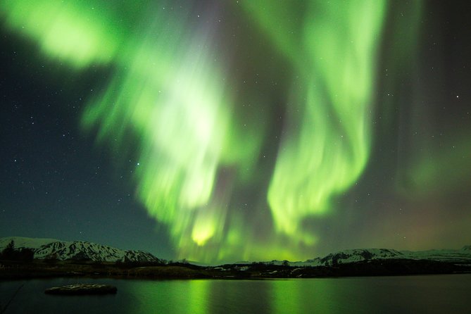 Whale Watching and Northern Lights Half-Day Combo Tour