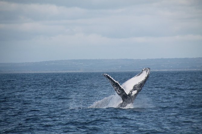 Whale Watching Busselton