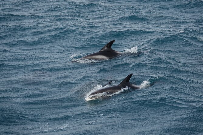 Whale Watching by RIB Speedboat From Downtown Reykjavik
