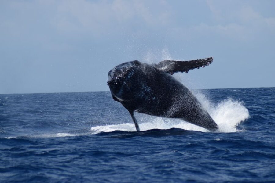 7 Best Whale Watching Experiences In Busselton