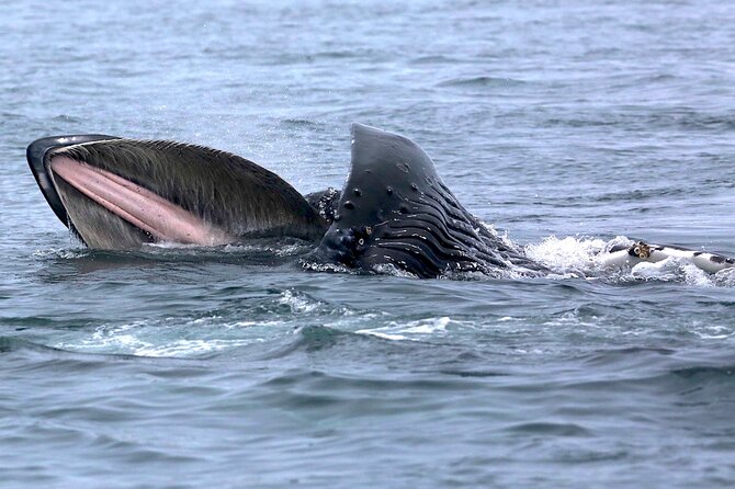 Whale Watching Cruise With Expert Naturalists
