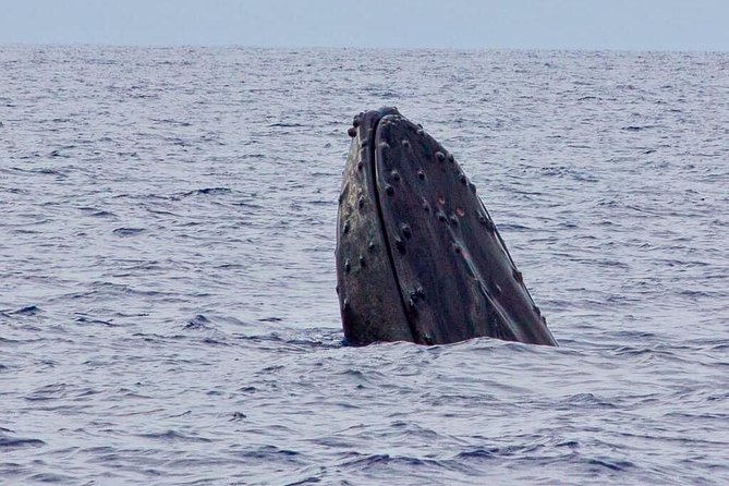 Whale Watching Experience
