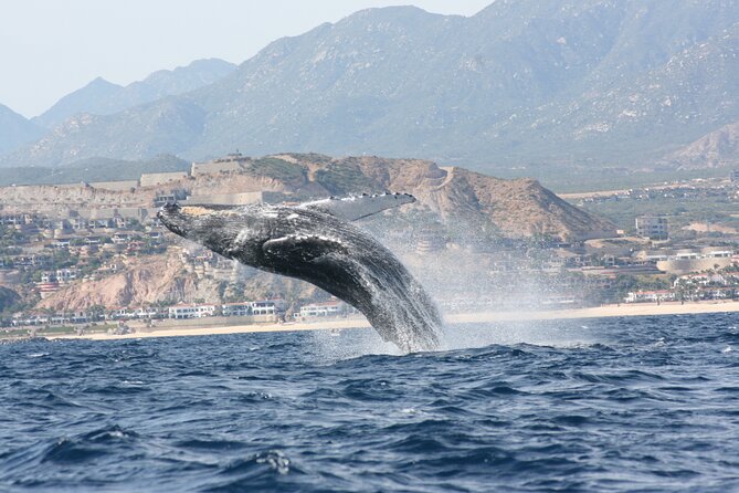 Whale Watching Group Tour in San Jose Del Cabo - Tour Overview and Details