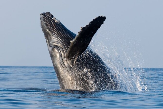 Whale Watching & Late Breakfast Cruise in Honolulu