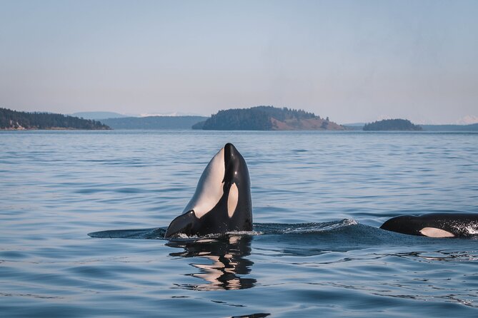 Whale Watching Nanaimo Open Boat Tour