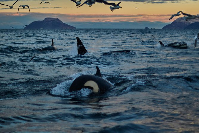 Whale Watching RIB Boat Tour in Skjervoy From Tromso