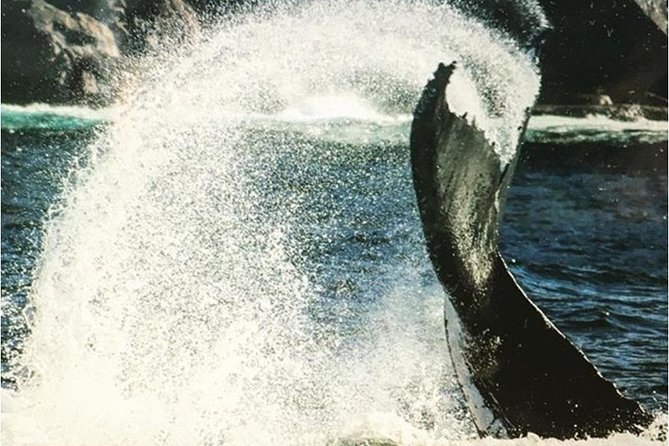 Whale Watching Sailing Experience in Sydney