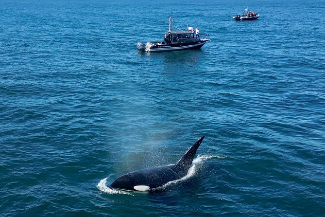 Whale Watching Tour