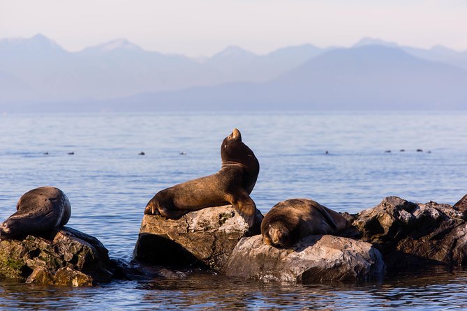 Whale-Watching Tour From Vancouver