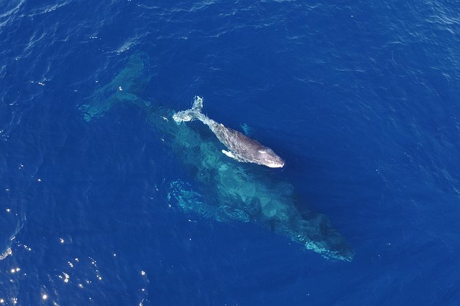 Whale Watching Tour With Free Photos and Guaranteed Sightings