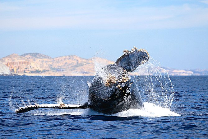 Whale Watching Zodiac in Cabo San Lucas - Whale-Watching Tour Overview
