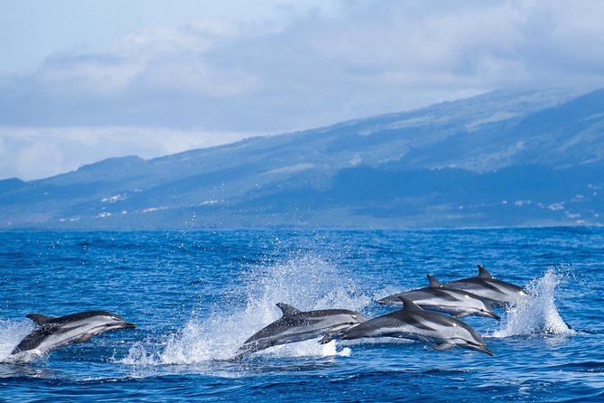 2 Best Dolphin Watching Tours In Ponta Delgada