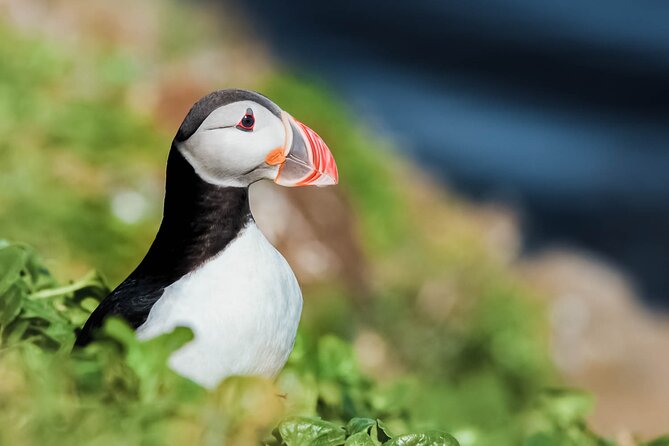 Whales and Puffins Tour From Husavik