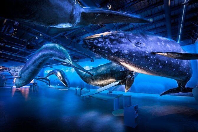 Whales Of Iceland Admission Ticket