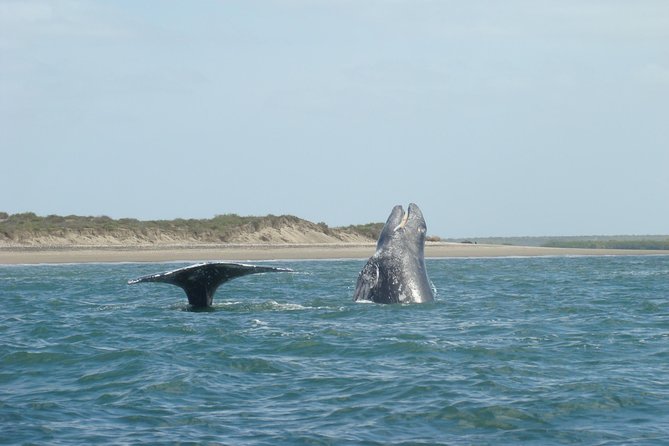 Whales Tour From La Paz - Inclusions and Amenities