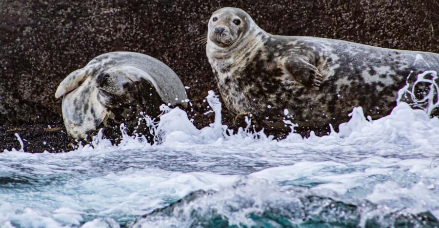 Wild Atlantic Way: Wildlife Eco Cruise