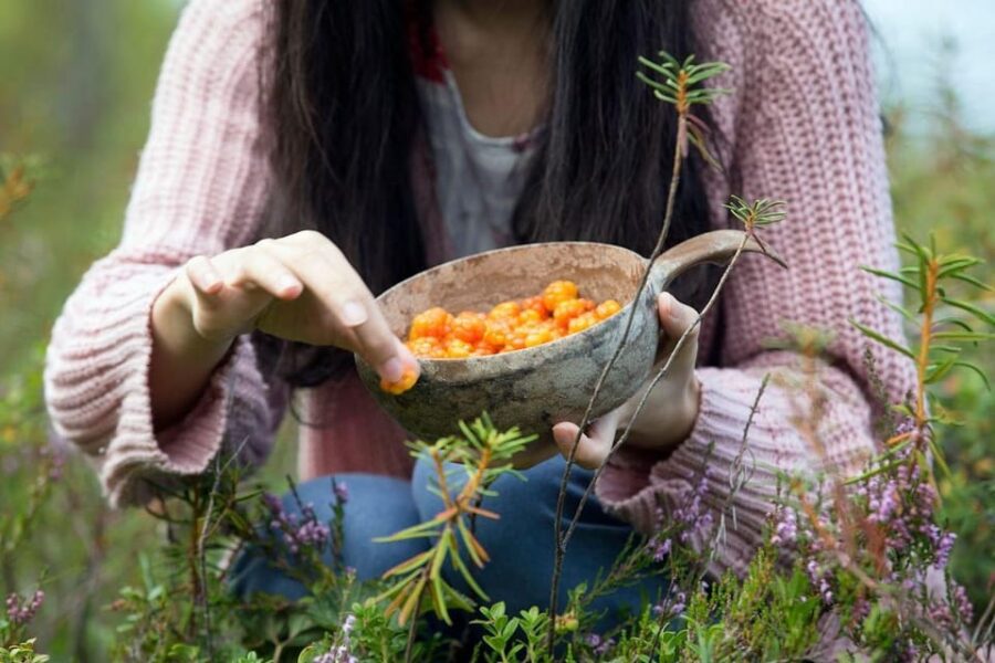 Wild Forest Mushrooms and Berries Picking Tour