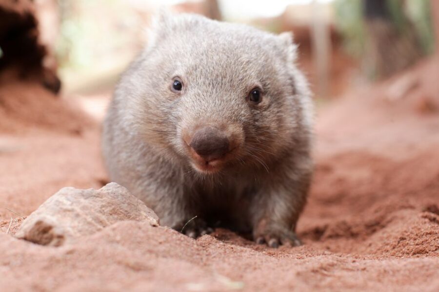 WILD LIFE Sydney Zoo
