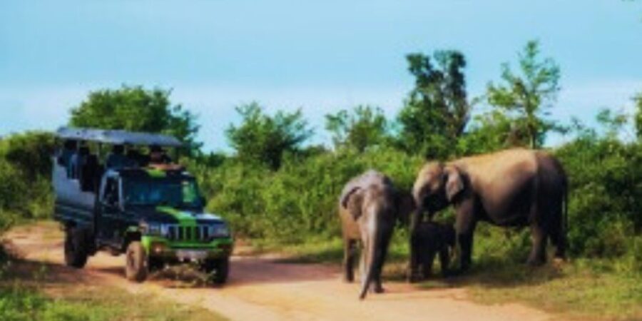 Wildlife and Beach Adventure: 5-Day Special - Overview and Pricing