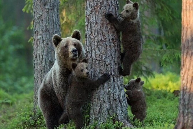 Wildlife Park Ranua - Tour Inclusions