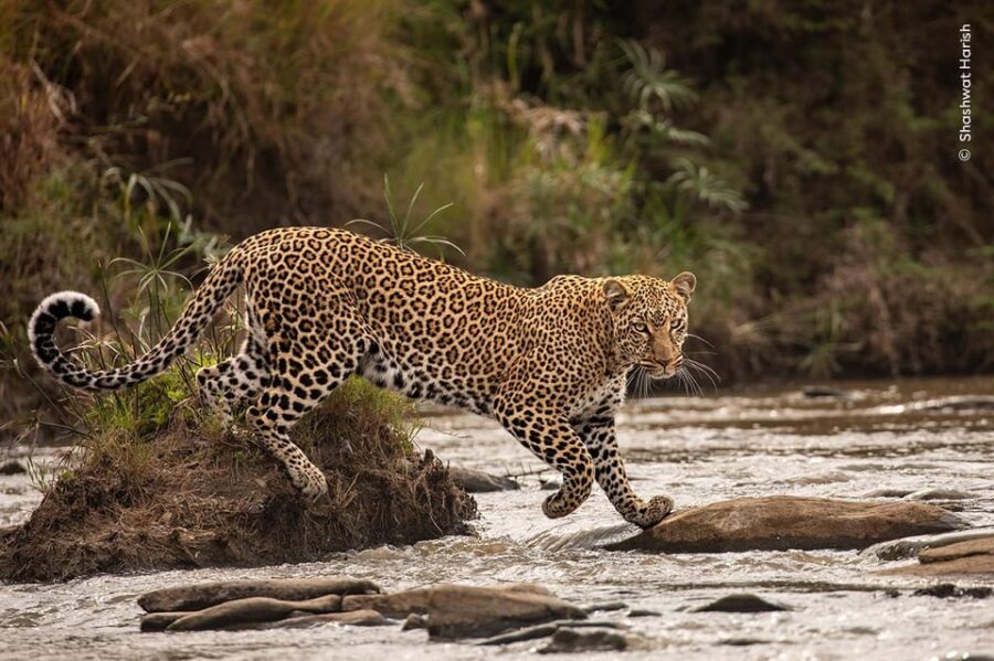 Wildlife Photographer of the Year