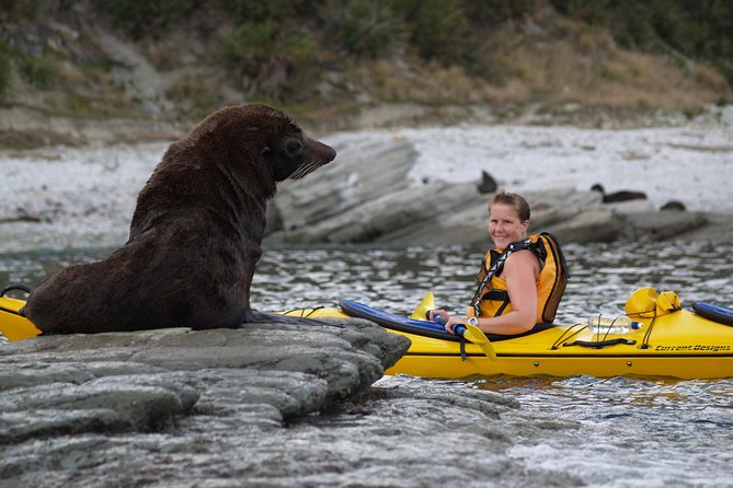 Wildlife Sea Kayaking Tour – Kaikoura