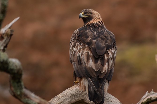 Wildlife Watching Safari by Vehicle & Walks / Photography Workshops With a Guide - Overview and Experience