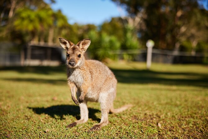 Wildlife, Waterfalls and Wine Day Tour From Sydney