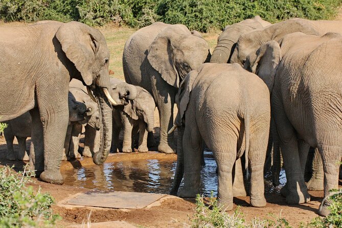 Wildlife Wonders - Addo Elephant National Park Tour