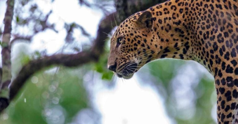 Wilpattu National Park Safari Tour