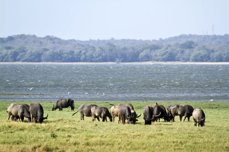 2 Best Tours In Wilpattu National Park