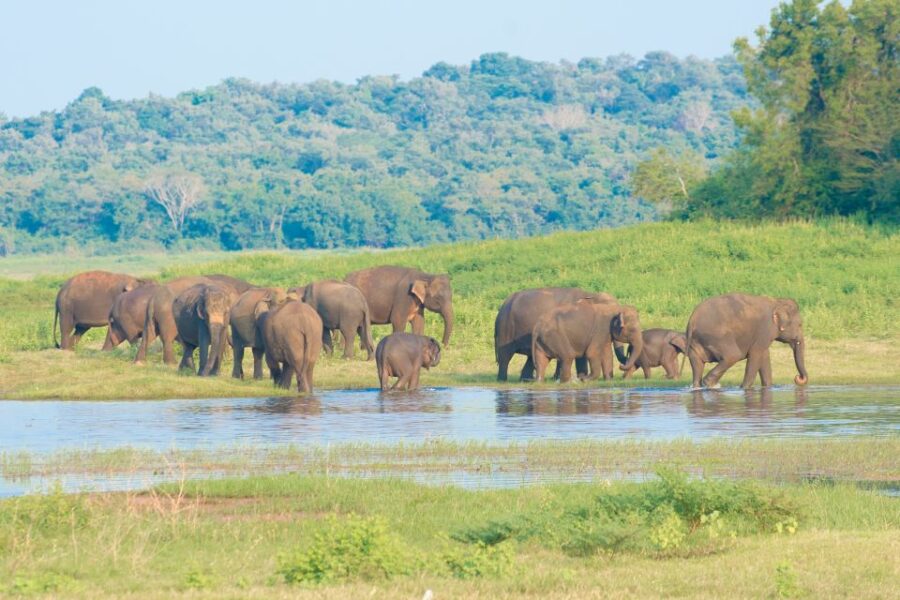 5 Best National Park Tours In Wilpattu National Park