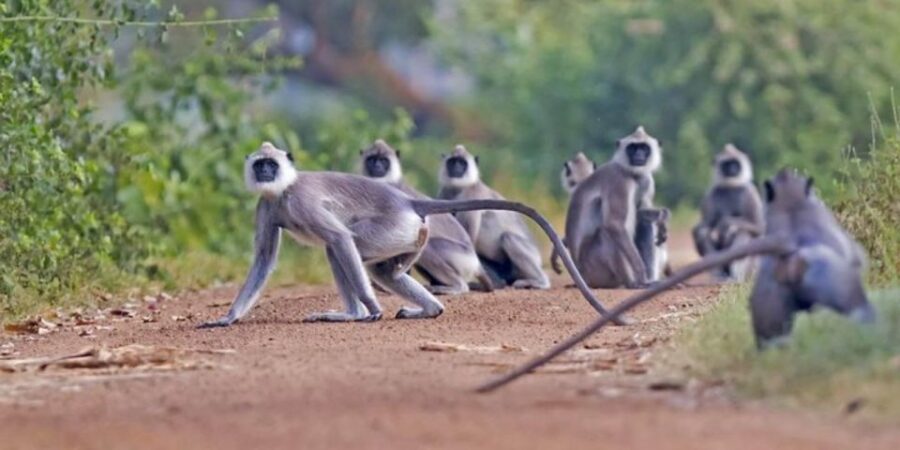 Wilpattu Wildlife Adventure: Day Safari With Picnic Meals