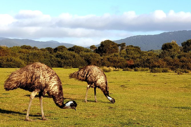 Wilsons Promontory & Phillip Island - Prom & Penguins Tour - Overview of the Tour