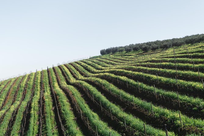 Wine & Tapas Tour by Electric Bike (E-Bike) Including Ronda Pickup (Full Day)