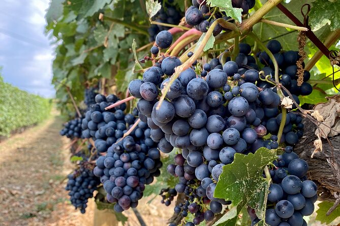 Wine Tour Experience In Lake Country 5 Wineries