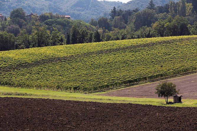 Winetour and Tasting on Bologna Hills, Guided by the Wine Grower